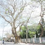 Cây cổ thụ cất giữ thư bí mật của người tù Côn Đảo xưa Cây cổ thụ cất giữ thư bí mật của người tù Côn Đảo xưa