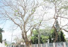 Cây cổ thụ cất giữ thư bí mật của người tù Côn Đảo xưa Cây cổ thụ cất giữ thư bí mật của người tù Côn Đảo xưa