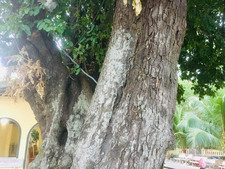 Huyền thoại về ba cây thị hơn 200 năm tuổi ở Côn Đảo
