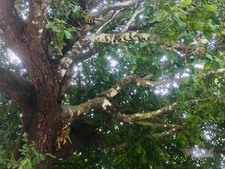 Huyền thoại về ba cây thị hơn 200 năm tuổi ở Côn Đảo