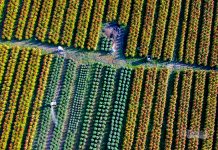 Hương xuân phủ khắp làng hoa ngoại thành Sài Gòn Hương xuân phủ khắp làng hoa ngoại thành Sài Gòn