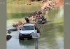 Khách trèo lên nóc xe vì sợ cá sấu Khách trèo lên nóc xe vì sợ cá sấu