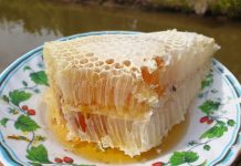 Ngày Tết về miền Tây đi kiếm mật ong rừng U Minh, ăn tàng ong Ăn mật ong trực tiếp từ tàng ong rừng ngon vô cùng. /// Ảnh: Đỗ Suốt Anh