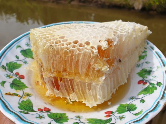 Ăn mật ong trực tiếp từ tàng ong rừng ngon vô cùng. /// Ảnh: Đỗ Suốt Anh