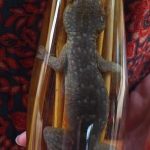 Làng rượu rắn ở Lào Làng chuyên ngâm rượu rắn ở Lào