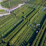 Cánh đồng hoa cúc miền Trung Cánh đồng hoa cúc miền Trung