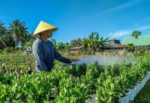 Làng hoa Sa Đéc vào mùa trẩy hội Làng hoa Sa Đéc vào mùa trẩy hội - ảnh 1