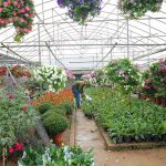 Làng hoa ven sông Hồng khoe hàng trăm giống hồng quý phục vụ Tết Chọn hoa hồng quý là một xu hướng của Tết Canh Tý năm nay.