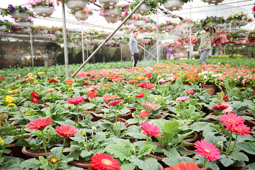 Làng hoa ven sông Hồng khoe hàng trăm giống hồng quý phục vụ Tết - ảnh 1