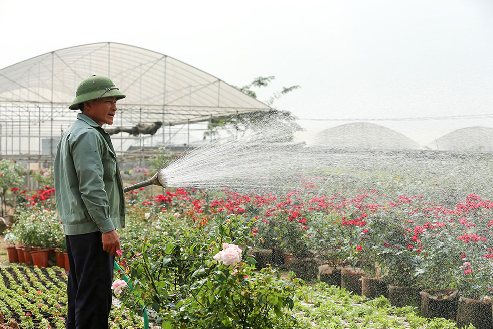 Làng hoa ven sông Hồng khoe hàng trăm giống hồng quý phục vụ Tết - ảnh 5
