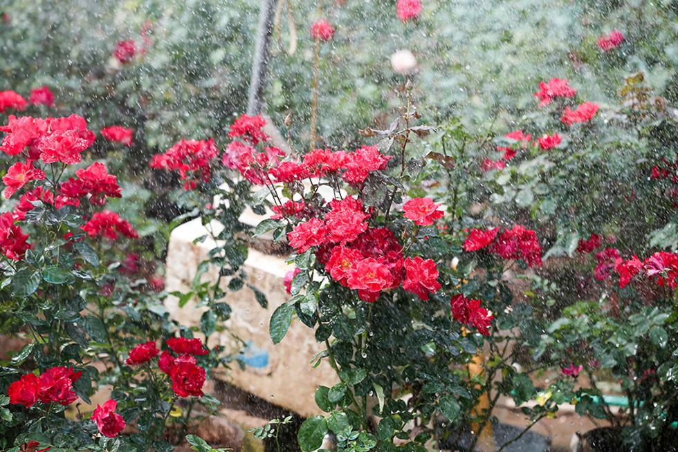 Làng hoa ven sông Hồng khoe hàng trăm giống hồng quý phục vụ Tết - ảnh 6