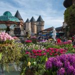 Góc Hà Lan rực rỡ sắc hoa trong lòng Đà Nẵng Goc Ha Lan ruc ro sac hoa trong long Da Nang hinh anh 1 Le_hoi_hoa_tulip_Sun_World_Ba_Na_Hills_3_.jpg