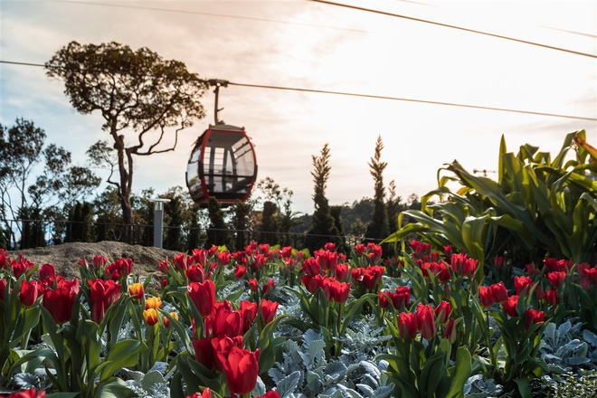 Goc Ha Lan ruc ro sac hoa trong long Da Nang hinh anh 4 Le_hoi_hoa_tulip_Sun_World_Ba_Na_Hills_4_.jpg