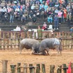 Cục Văn hóa đề nghị ngừng lễ hội chọi trâu vì dịch corona Cuc Van hoa de nghi ngung le hoi choi trau vi dich corona hinh anh 1 lehoi.jpg