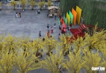 Sắc mai vàng rực tại Lễ hội Tết Việt xuân Canh Tý Sắc mai vàng rực tại Lễ hội Tết Việt xuân Canh Tý - Ảnh 1.