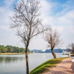 Mai anh đào Đà Lạt nở rộ đón năm mới Mai anh dao Da Lat no ro don nam moi hinh anh 1 mai_anh_dao_zing_1_.jpg