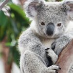 Loài động vật lười hơn con lười, ngủ 22 giờ/ngày Loai dong vat luoi hon con luoi, ngu 22 gio/ngay hinh anh 1 maxresdefault_2_.jpg