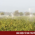 Nhộn nhịp mùa tưới cà phê ở Tây Nguyên