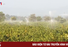 Nhộn nhịp mùa tưới cà phê ở Tây Nguyên