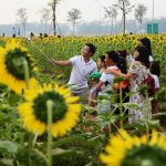 Người Sài Gòn đổ xô đi ngắm hoa hướng dương rực rỡ chào năm mới 2020 Hoa hướng dương mang một vẻ đẹp lạ thu hút người Sài Gòn. /// Hoài Nhân