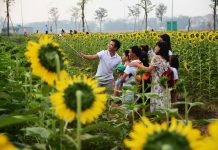 Người Sài Gòn đổ xô đi ngắm hoa hướng dương rực rỡ chào năm mới 2020 Hoa hướng dương mang một vẻ đẹp lạ thu hút người Sài Gòn. /// Hoài Nhân