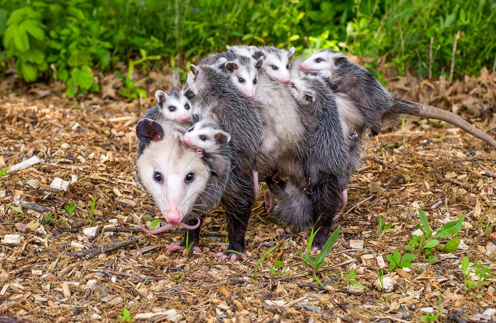 Loai dong vat luoi hon con luoi, ngu 22 gio/ngay hinh anh 3 opossum_with_young38RGB.jpg