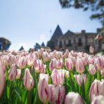 Bắt trọn mùa hoa tulip đẹp “rụng tim” ở Bà Nà Hills Bắt trọn mùa hoa tulip đẹp “rụng tim” ở Bà Nà Hills - Ảnh 1.