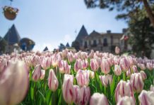 Bắt trọn mùa hoa tulip đẹp “rụng tim” ở Bà Nà Hills Bắt trọn mùa hoa tulip đẹp “rụng tim” ở Bà Nà Hills - Ảnh 1.