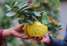 Người Việt dành trung bình bao nhiêu tiền để sắm Tết? Nguoi Viet danh trung binh bao nhieu tien de sam Tet? hinh anh 1 quat_6_zing.jpg