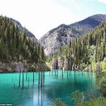 Rừng cây mọc ngược giữa hồ nước