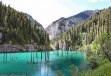 Rừng cây mọc ngược giữa hồ nước