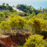 Rừng keo lá tràm vàng rực ven biển Rừng keo lá tràm vàng rực ven biển