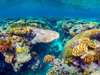 Australia nỗ lực cứu rạn san hô Great Barrier