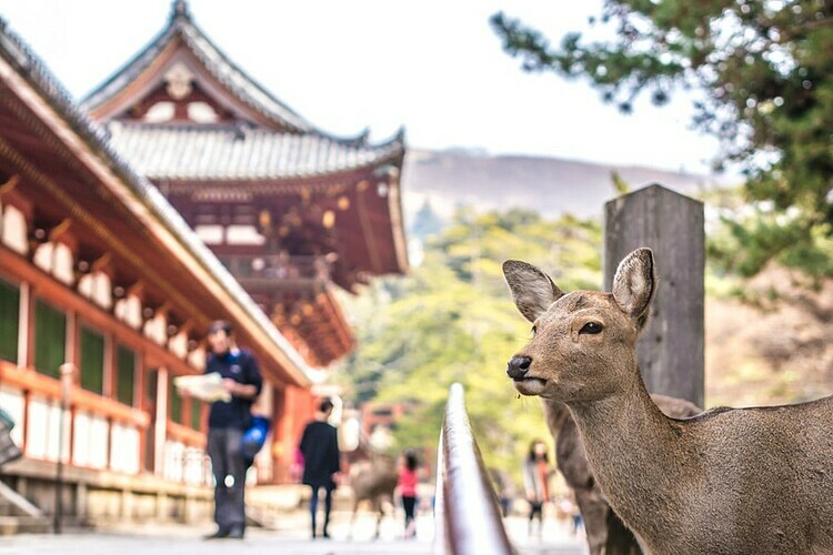 Hươu đi lại ở công viên Nara. Ảnh: Sergio TB/Shutterstock.