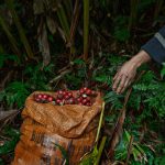 Chuyến thu hoạch thảo quả ở vườn quốc gia Hoàng Liên lên NatGeo Chuyến thu hoạch thảo quả ở vườn quốc gia Hoàng Liên lên NatGeo - Ảnh 1.