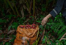 Chuyến thu hoạch thảo quả ở vườn quốc gia Hoàng Liên lên NatGeo Chuyến thu hoạch thảo quả ở vườn quốc gia Hoàng Liên lên NatGeo - Ảnh 1.