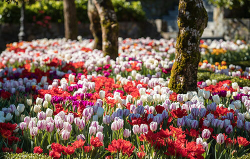 Thiên đường hoa tulip tại Sun World Ba Na Hills - 3