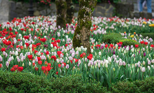 Thiên đường hoa tulip tại Sun World Ba Na Hills - 5
