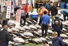 Cá ngừ 1,8 triệu USD bán trong phiên đấu giá đầu năm mới tại Nhật Bản Cá ngừ 1,8 triệu USD bán trong phiên đấu giá đầu năm mới tại Nhật Bản - Ảnh 1.