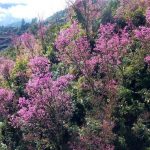 Rực rỡ sắc đào rừng ở vùng cao Mù Cang Chải Rực rỡ sắc đào rừng ở vùng cao Mù Cang Chải - Ảnh 1.