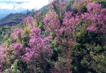 Rực rỡ sắc đào rừng ở vùng cao Mù Cang Chải Rực rỡ sắc đào rừng ở vùng cao Mù Cang Chải - Ảnh 1.