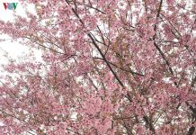 Đẹp ngất ngây hoa anh đào trên cao nguyên Măng Đen, Kon Tum Đẹp ngất ngây hoa anh đào trên cao nguyên Măng Đen, Kon Tum - Ảnh 1.