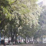 Tâm hồn bình yên đến kỳ lạ khi ngắm hoa sưa bung nở trắng trời Hà Nội tam hon binh yen den ky la khi ngam hoa sua bung no trang troi ha noi hinh anh 1