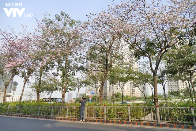 Người dân Sài Gòn ngẩn ngơ trước sắc hoa kèn hồng - Ảnh 3.