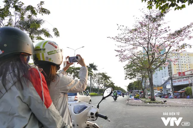 Người dân Sài Gòn ngẩn ngơ trước sắc hoa kèn hồng - Ảnh 9.