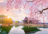 Công ty du lịch khuyến mãi khủng Tour Hàn Quốc vào mùa hoa anh đào Hoa anh đào trong cung điện Hoàng gia Gyeongbokgung