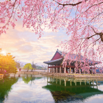 Công ty du lịch khuyến mãi khủng Tour Hàn Quốc vào mùa hoa anh đào Hoa anh đào trong cung điện Hoàng gia Gyeongbokgung