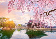 Công ty du lịch khuyến mãi khủng Tour Hàn Quốc vào mùa hoa anh đào Hoa anh đào trong cung điện Hoàng gia Gyeongbokgung