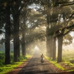 Du lịch giảm giá đến 50% đối phó Covid-19 Con đường thông nổi tiếng ở Gia Lai. Ảnh: Phan Nguyên.