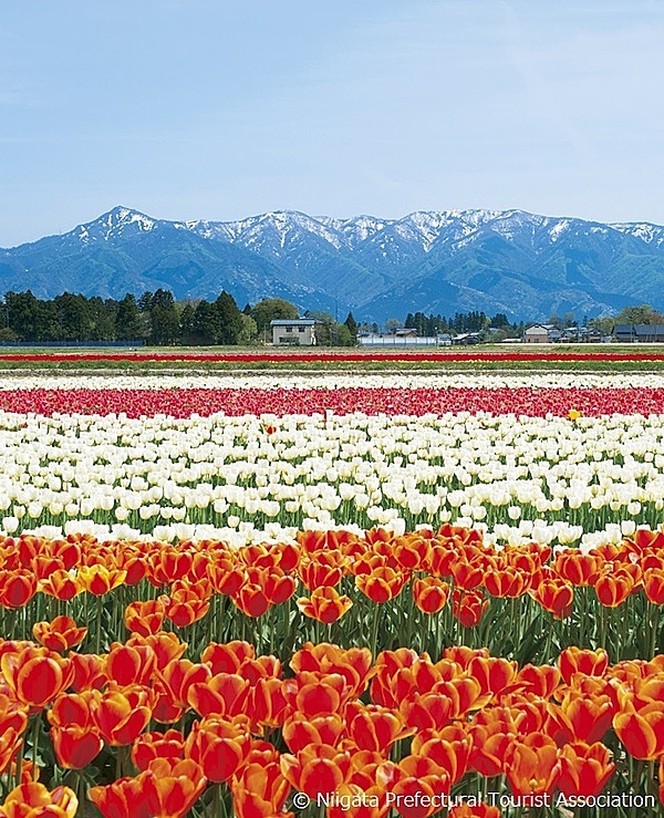 Hàng triệu đóa hoa tulip sẽ chào đón du khách khi đến Niigata.
